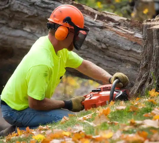 tree services Midway